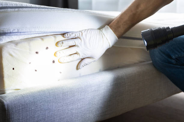Best Flea Control Services  in Charlotte Park, FL